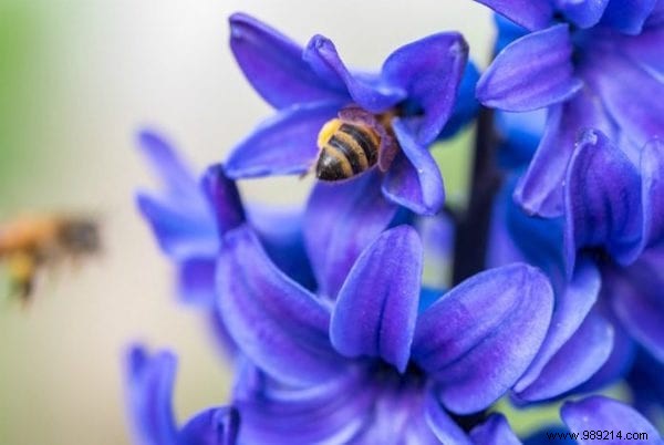 22 Bee-Friendly Flowers to Plant in Your Garden and Support Pollinators