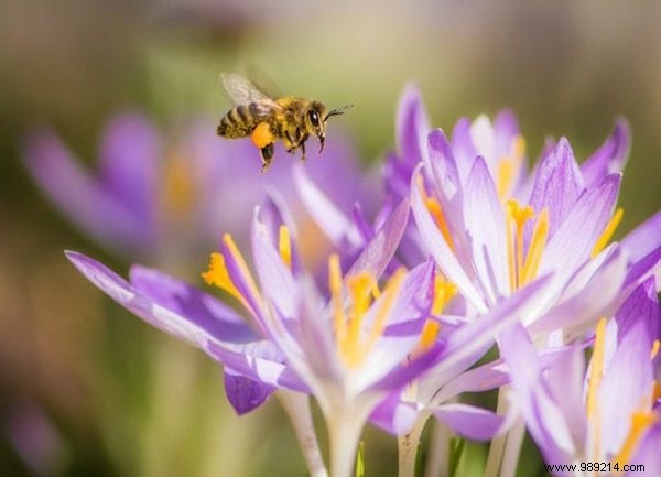 22 Bee-Friendly Flowers to Plant in Your Garden and Support Pollinators