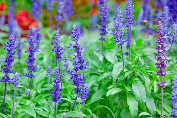 22 Bee-Friendly Flowers to Plant in Your Garden and Support Pollinators