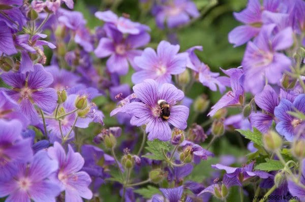 22 Bee-Friendly Flowers to Plant in Your Garden and Support Pollinators