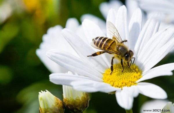 22 Bee-Friendly Flowers to Plant in Your Garden and Support Pollinators