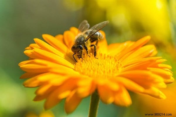 22 Bee-Friendly Flowers to Plant in Your Garden and Support Pollinators