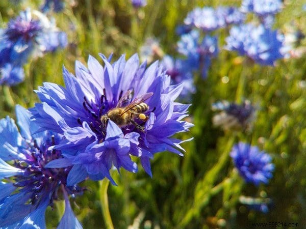 22 Bee-Friendly Flowers to Plant in Your Garden and Support Pollinators