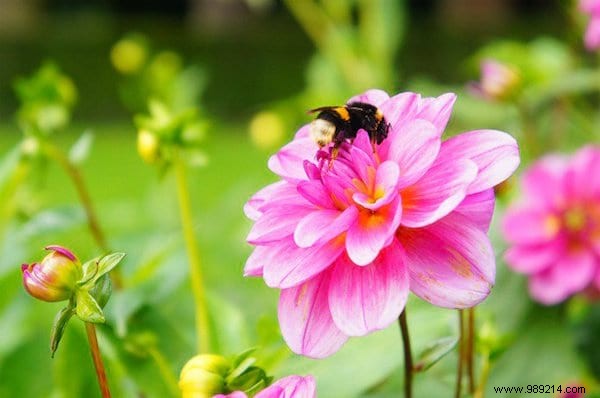 22 Bee-Friendly Flowers to Plant in Your Garden and Support Pollinators