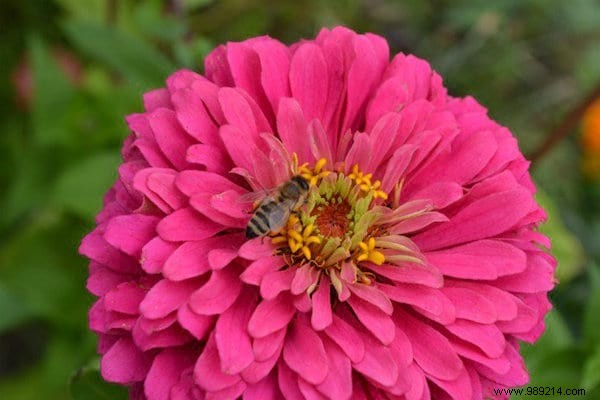 22 Bee-Friendly Flowers to Plant in Your Garden and Support Pollinators