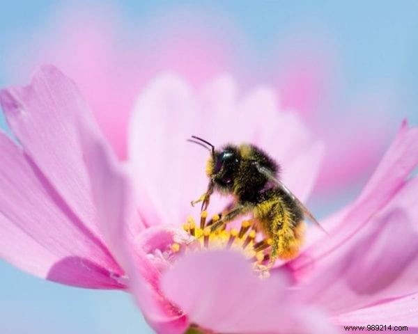 22 Bee-Friendly Flowers to Plant in Your Garden and Support Pollinators