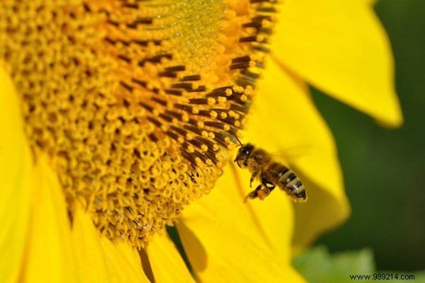 22 Bee-Friendly Flowers to Plant in Your Garden and Support Pollinators