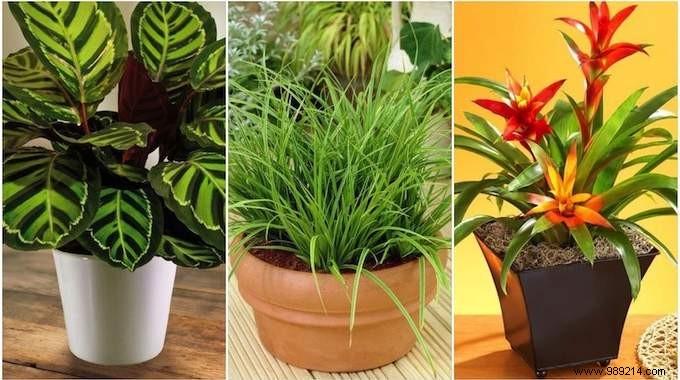 17 Low-Light Houseplants That Thrive in Shade and Indirect Sunlight