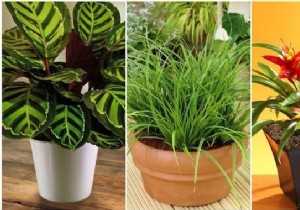 17 Low-Light Houseplants That Thrive in Shade and Indirect Sunlight