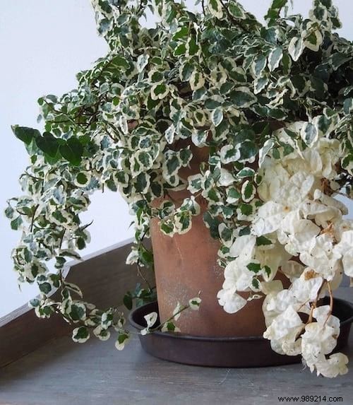 17 Low-Light Houseplants That Thrive in Shade and Indirect Sunlight