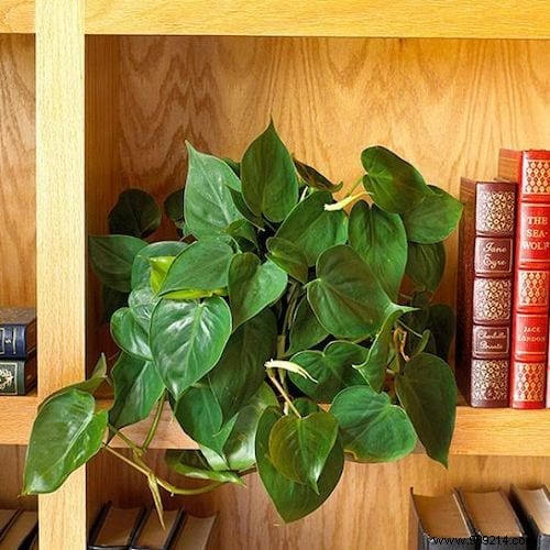17 Low-Light Houseplants That Thrive in Shade and Indirect Sunlight
