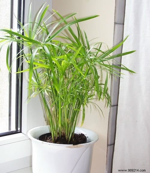 17 Low-Light Houseplants That Thrive in Shade and Indirect Sunlight