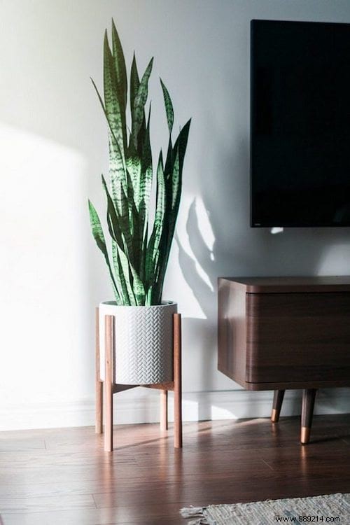 17 Low-Light Houseplants That Thrive in Shade and Indirect Sunlight