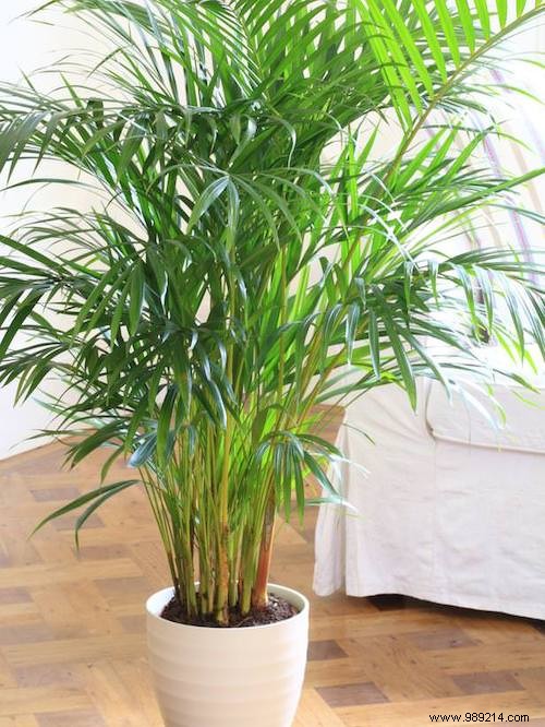 17 Low-Light Houseplants That Thrive in Shade and Indirect Sunlight