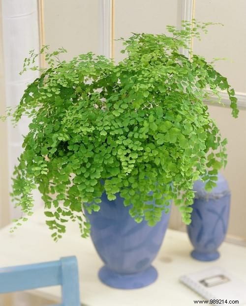 17 Low-Light Houseplants That Thrive in Shade and Indirect Sunlight