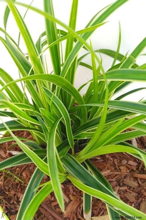 17 Low-Light Houseplants That Thrive in Shade and Indirect Sunlight