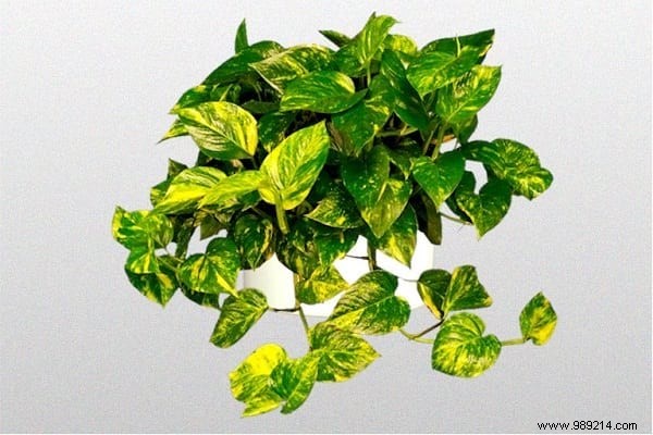 17 Low-Light Houseplants That Thrive in Shade and Indirect Sunlight