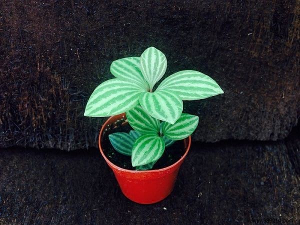 17 Low-Light Houseplants That Thrive in Shade and Indirect Sunlight