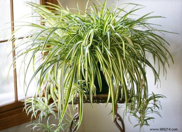17 Low-Light Houseplants That Thrive in Shade and Indirect Sunlight