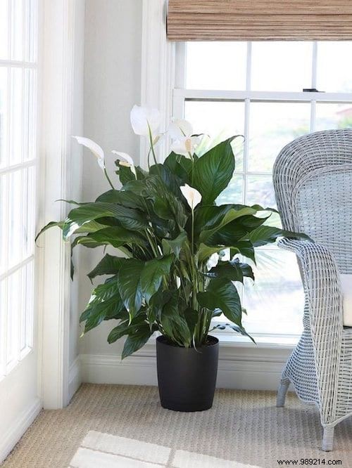 17 Low-Light Houseplants That Thrive in Shade and Indirect Sunlight