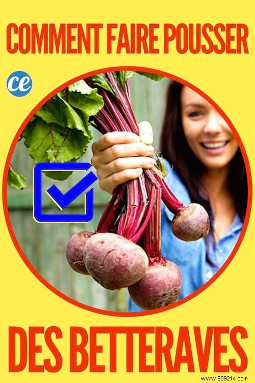 10 Proven Tips for Growing Vibrant, Nutritious Beets in Your Home Garden