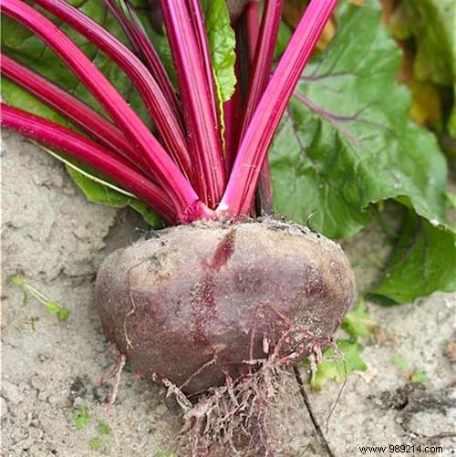 10 Proven Tips for Growing Vibrant, Nutritious Beets in Your Home Garden