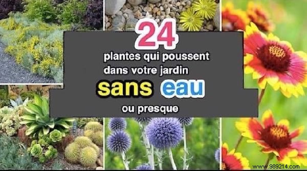 10 Essential Gardening Tips Every Beginner Should Know