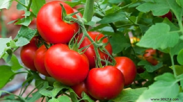 10 Essential Gardening Tips Every Beginner Should Know