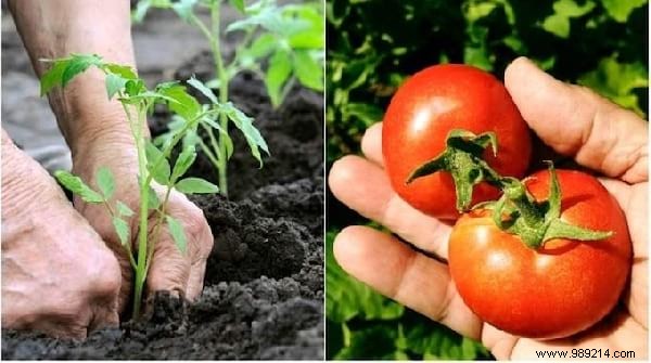 10 Essential Gardening Tips Every Beginner Should Know