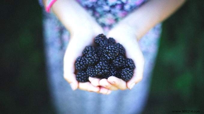 10 Expert Tips for Growing Juicy Blackberries in Your Garden