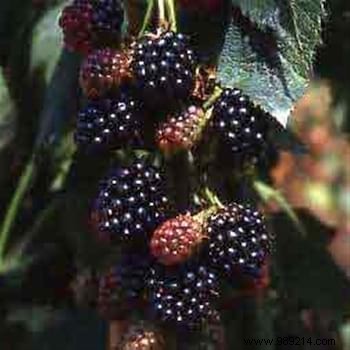 10 Expert Tips for Growing Juicy Blackberries in Your Garden