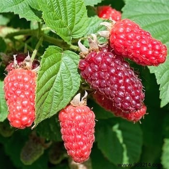 10 Expert Tips for Growing Juicy Blackberries in Your Garden