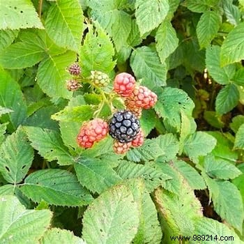 10 Expert Tips for Growing Juicy Blackberries in Your Garden