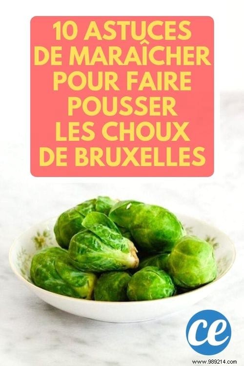 10 Proven Tips for Growing Delicious Brussels Sprouts in Your Garden
