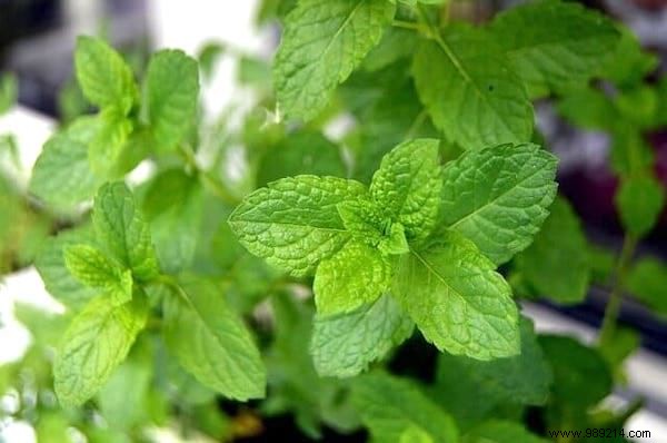 41 Shade-Tolerant Fruits and Vegetables That Thrive in Partial Shade