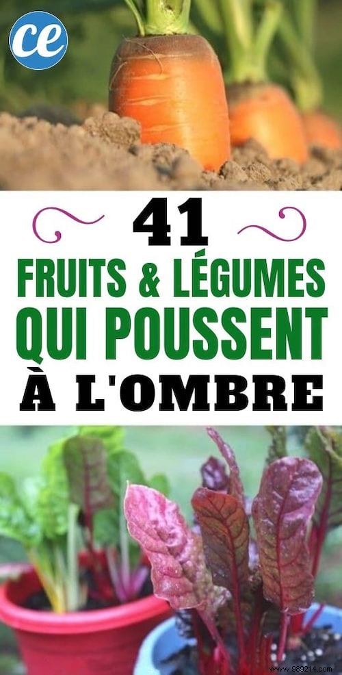 41 Shade-Tolerant Fruits and Vegetables That Thrive in Partial Shade