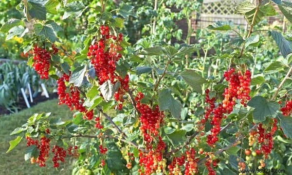 41 Shade-Tolerant Fruits and Vegetables That Thrive in Partial Shade