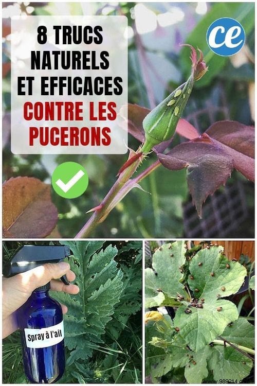 8 Proven Natural Ways to Eliminate Aphids from Your Garden