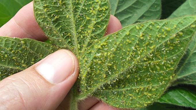 8 Proven Natural Ways to Eliminate Aphids from Your Garden