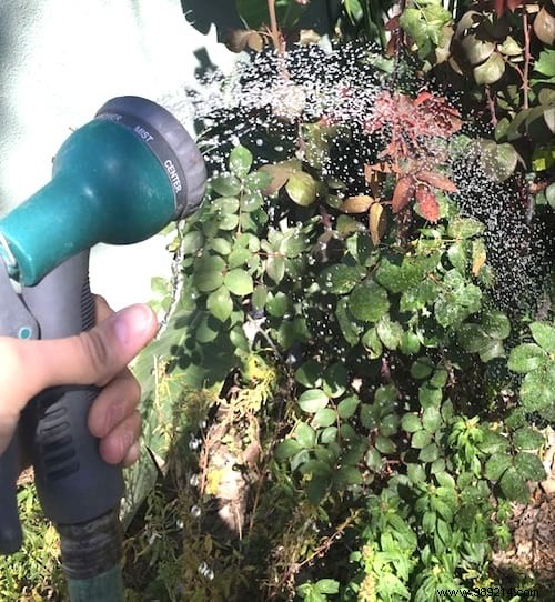 8 Proven Natural Ways to Eliminate Aphids from Your Garden