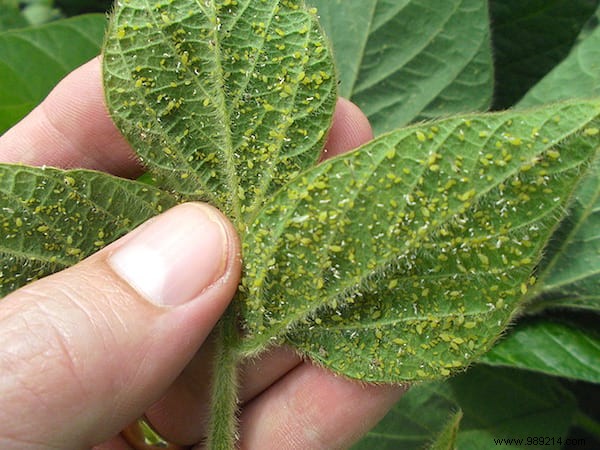 8 Proven Natural Ways to Eliminate Aphids from Your Garden