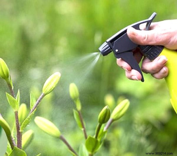 8 Proven Natural Ways to Eliminate Aphids from Your Garden