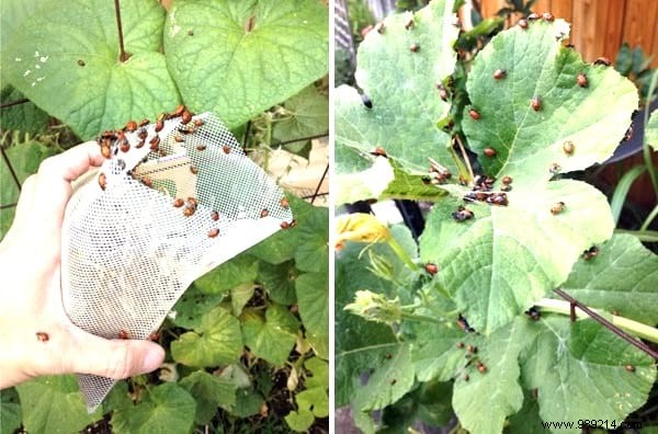 8 Proven Natural Ways to Eliminate Aphids from Your Garden