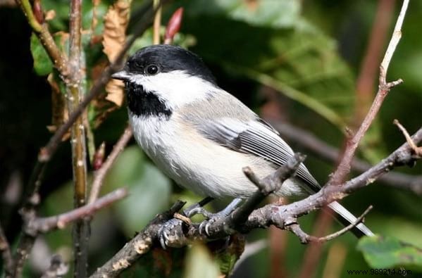 8 Proven Natural Ways to Eliminate Aphids from Your Garden