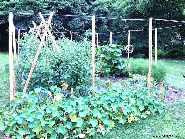 8 Proven Natural Ways to Eliminate Aphids from Your Garden