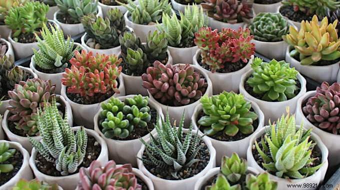 7 Common Reasons Your Succulents Are Dying (and How to Save Them)