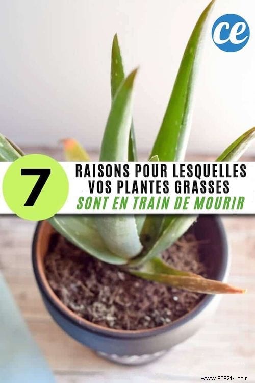 7 Common Reasons Your Succulents Are Dying (and How to Save Them)