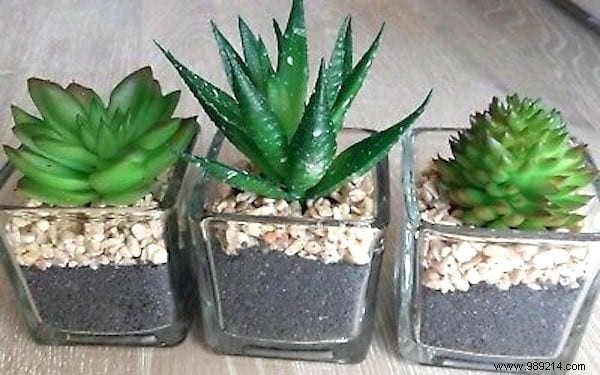 7 Common Reasons Your Succulents Are Dying (and How to Save Them)