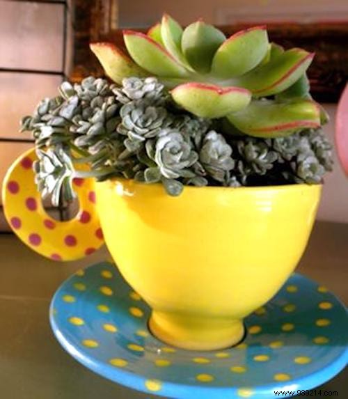7 Common Reasons Your Succulents Are Dying (and How to Save Them)