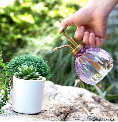 7 Common Reasons Your Succulents Are Dying (and How to Save Them)